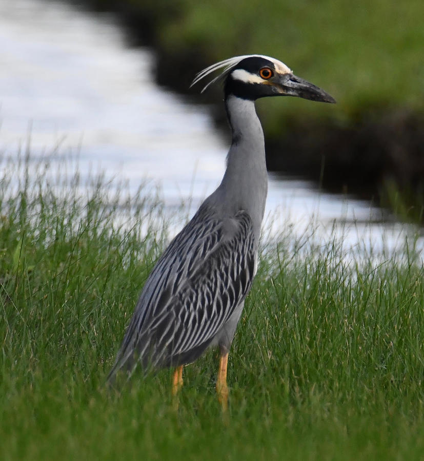 Yellow-Crowned Night Heron Photograph by Martinique's Content - Fine ...