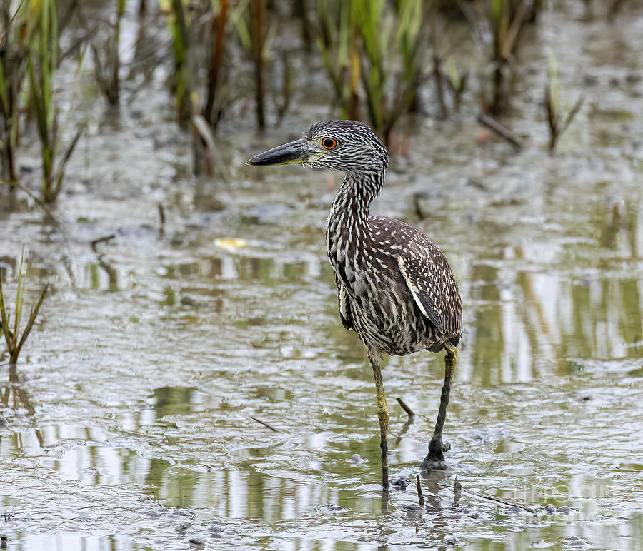 Yellow-Crowned Night Heron Photograph by Michelle Tinger
