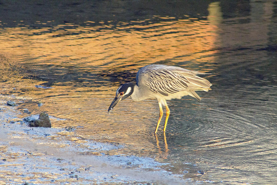 Yellow Crowned Night Heron Photograph by Nautical Chartworks