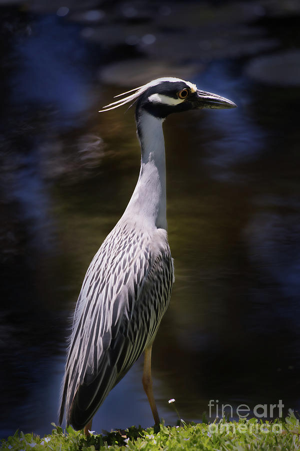 Yellow Crowned Night Heron Photograph by Neala McCarten