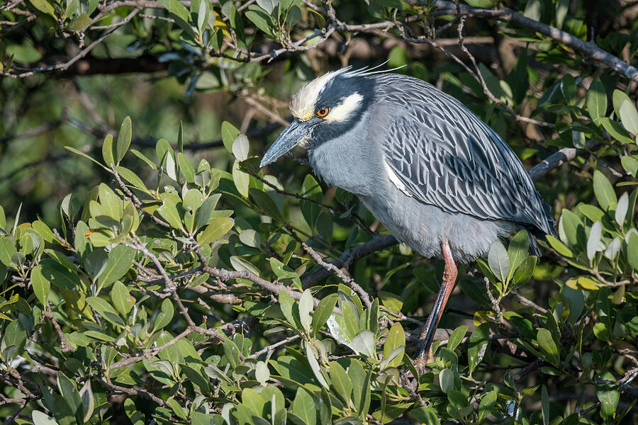 Yellow Crowned Night Heron Perched Photograph