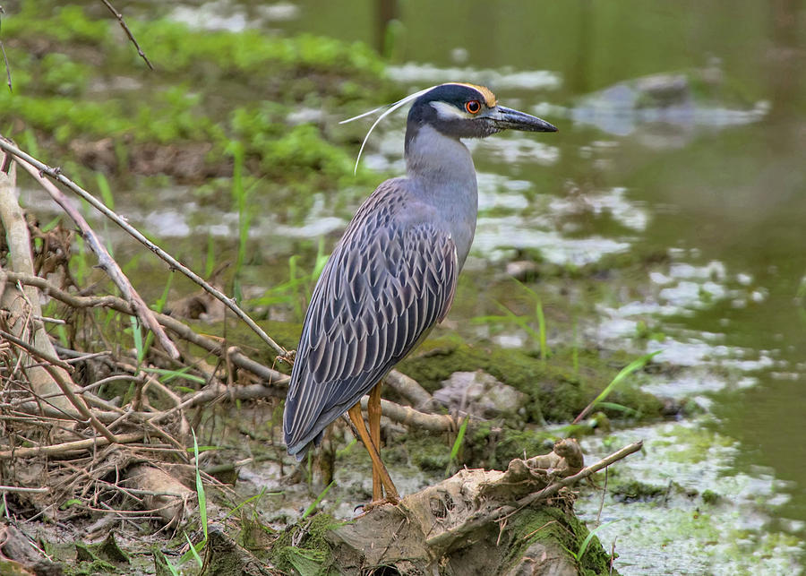 Yellow-Crowned Night Heron Photograph by Ron Grafe