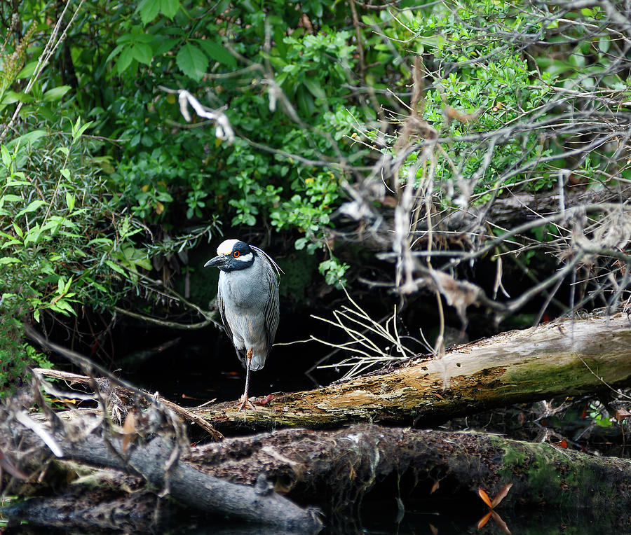 Yellow-crowned Night-heron Photograph by Sally Weigand