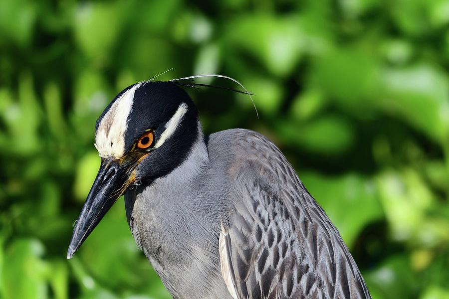 Yellow Crowned Night Herron Photograph by Rick Anson - Fine Art America