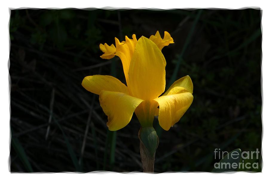 Yellow Daffodil 5 Photograph by Jean Bernard Roussilhe