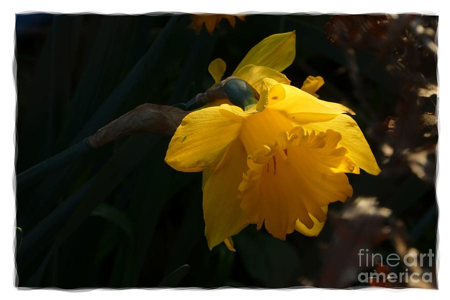 Yellow Daffodil 6 Photograph by Jean Bernard Roussilhe