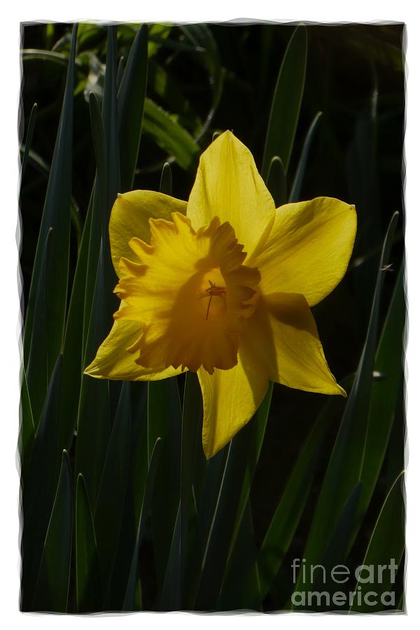 Yellow Daffodil 8 Photograph by Jean Bernard Roussilhe