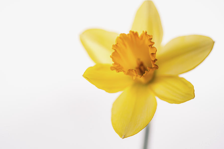 Yellow Daffodil Photograph by Ada Weyland