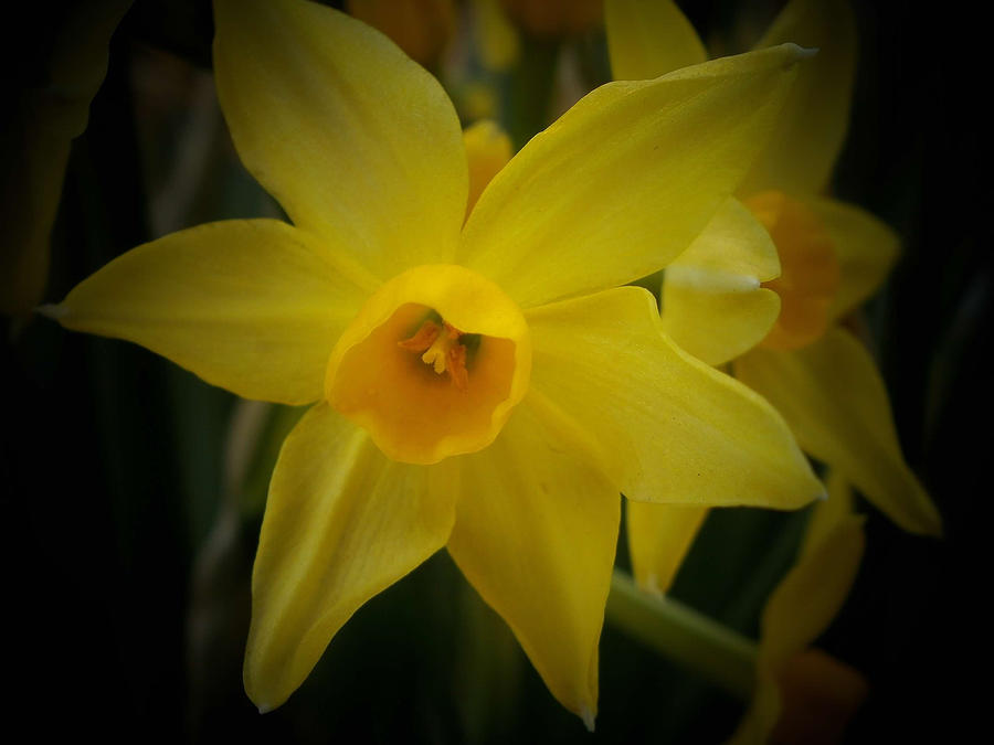 Yellow Daffodil Close Up Highlight Photograph by Gaby Ethington
