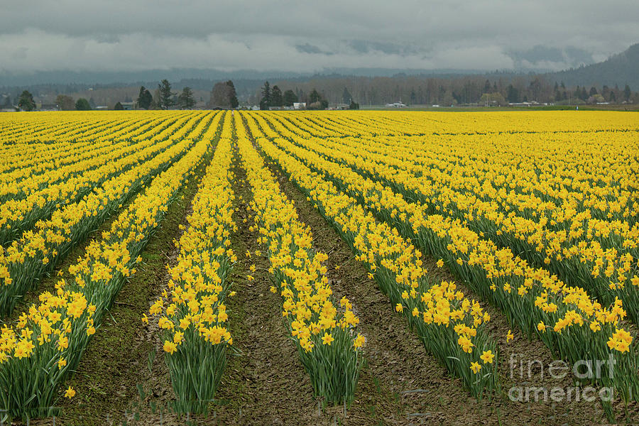 Yellow Daffodil Field Photograph by Ivete Basso Photography