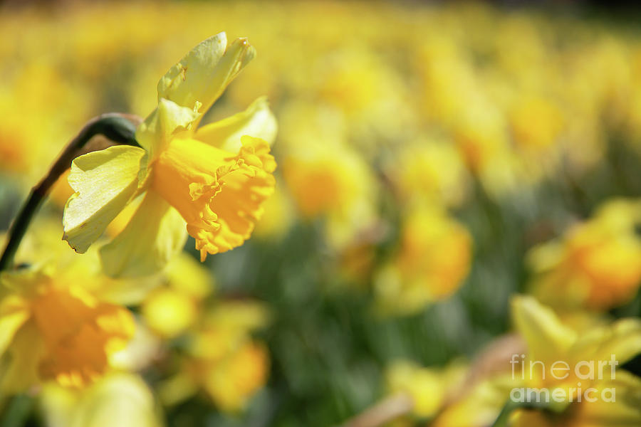 Yellow daffodil field with one in focus Photograph by Simon Bratt