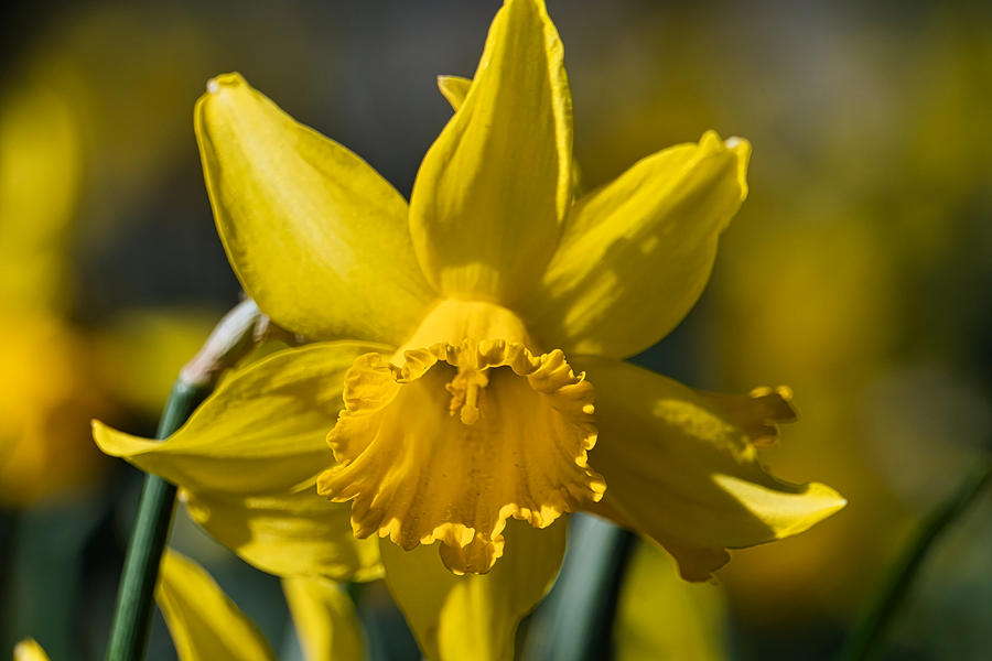 Yellow Daffodil Poster Copy Painting By Mia Oscar - Fine Art America