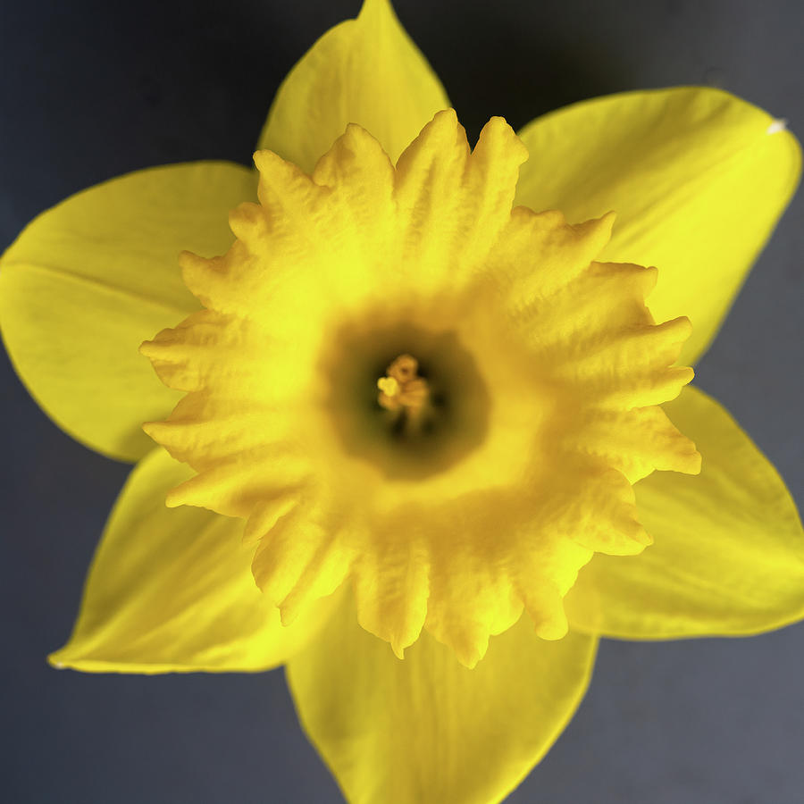 Yellow Daffodil Photograph by Steven Sparks