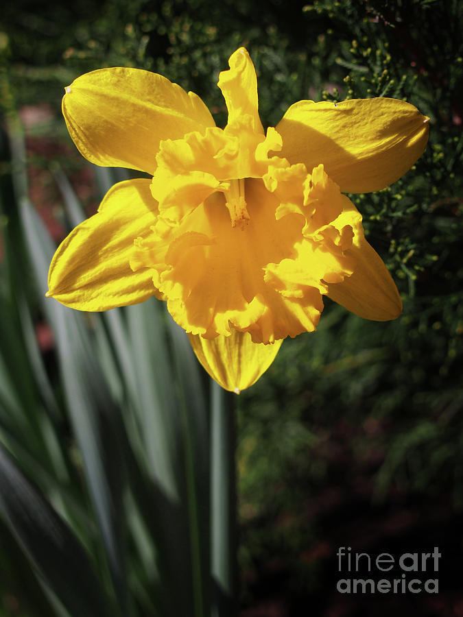 Yellow Daffodil x230329-013 Photograph by Dorothy Lee