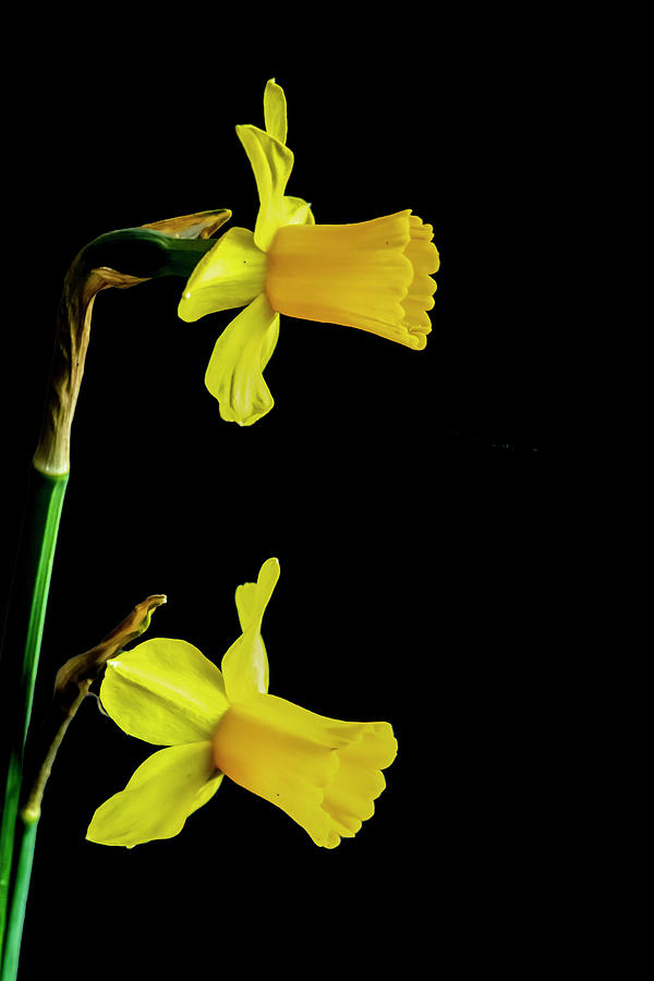 Yellow Daffodils Photograph by Cathy Kovarik