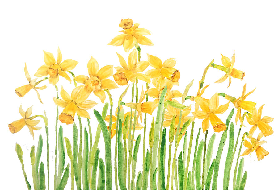 Yellow Daffodils Field Watercolor Painting by Color Color