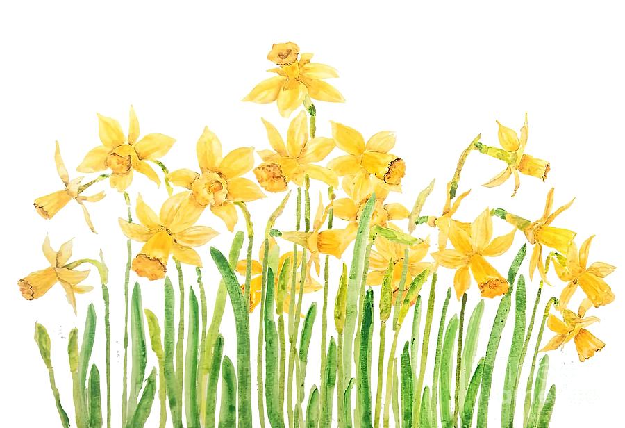 Yellow Daffodils Field Watercolor Painting by Mitchell Patel - Fine Art ...