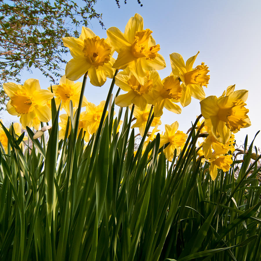 Yellow daffodils Photograph by Ian Grainger