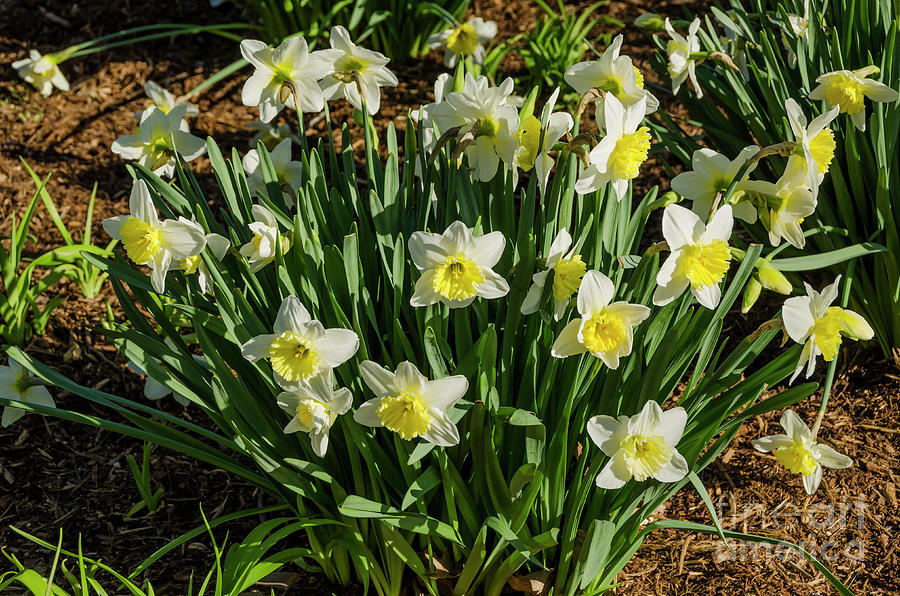 Yellow Daffodils In Sunlight Photograph