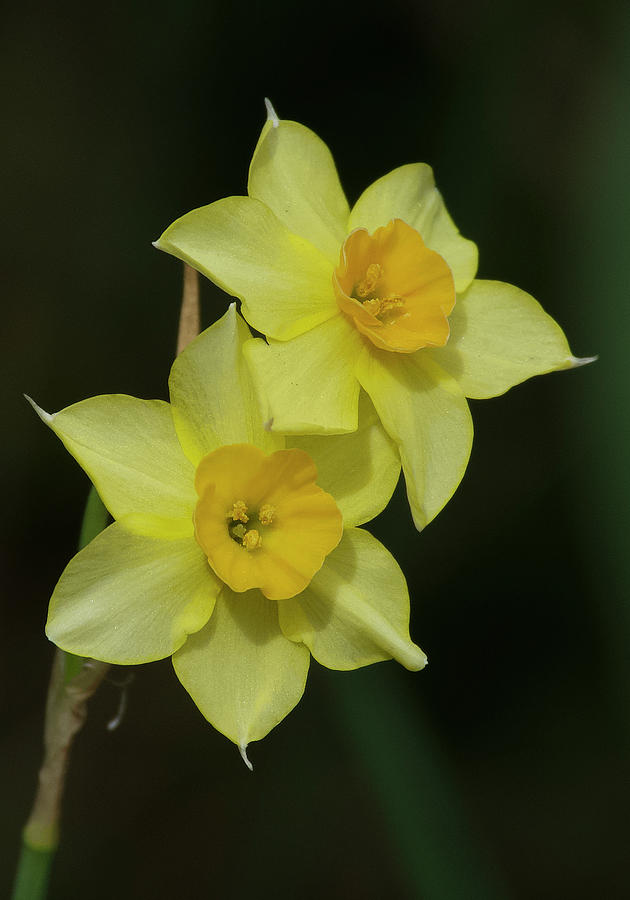 Yellow Daffodils Photograph by Kathy Baccari