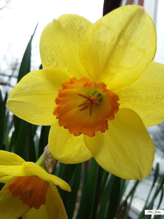 Yellow Daffodils Photograph by Peter Jordan - Fine Art America