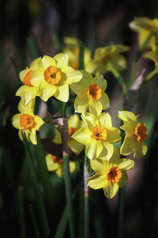 Yellow Daffodils  Photograph by Saija Lehtonen