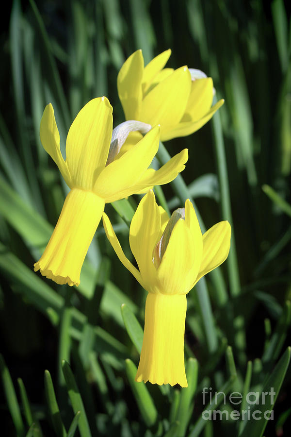 Yellow Daffodils Photograph by Tina Uihlein