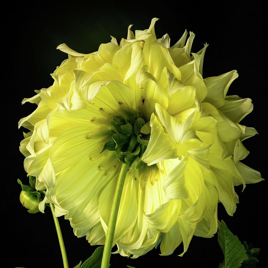 Yellow Dahlia #3 Photograph by Philip Rodgers