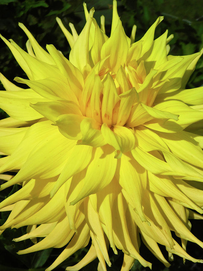 Yellow Dahlia Beauty Photograph by Emmy Marie Vickers