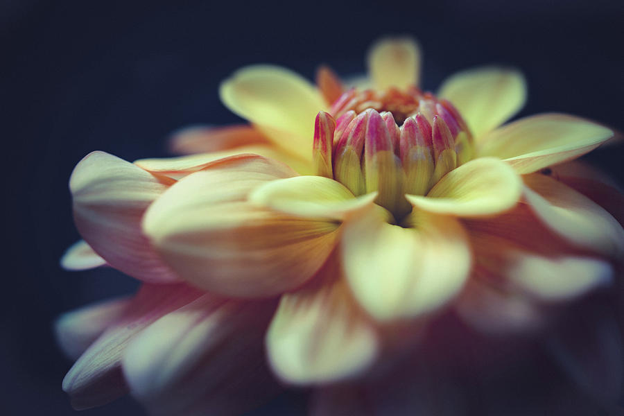 Yellow Dahlia Bloom Photograph by Ada Weyland