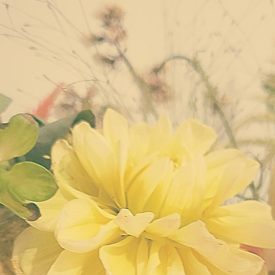 Yellow Dahlia  Photograph by Christina McGoran