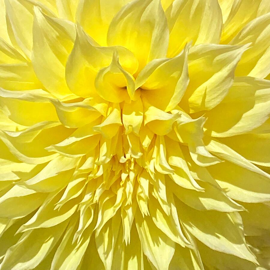 Yellow Dahlia Photograph by Jerry Abbott