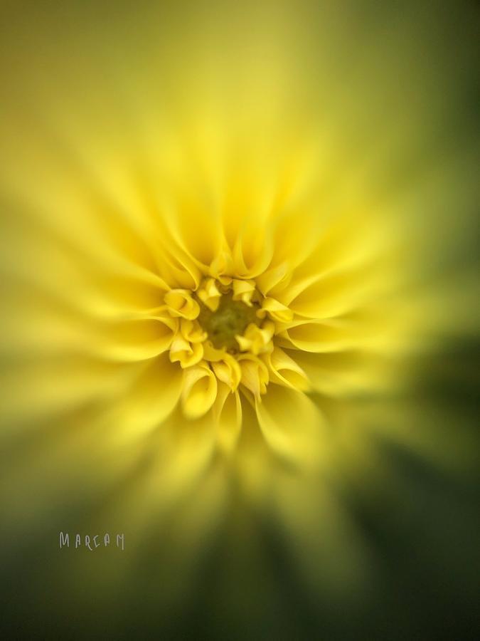 Yellow Dahlia  Digital Art by Mariam Bazzi