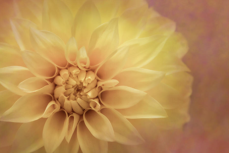 Nature Photograph - Yellow Dahlia by Sally Bauer