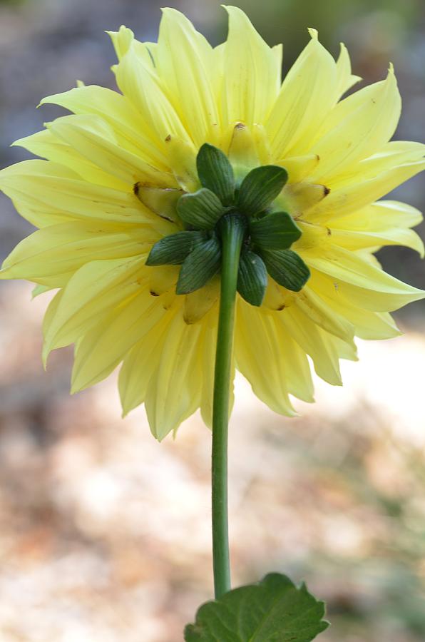 Yellow Dahlia Silhouette Photograph by Amy Fose