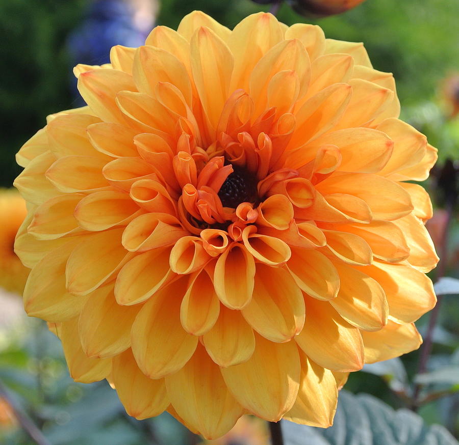 Yellow Dahlia Square Photograph by Lynne Iddon - Fine Art America