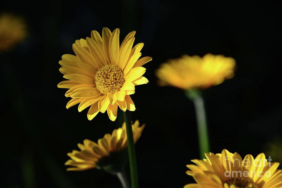 Yellow Daisies Photograph by Cindy Manero