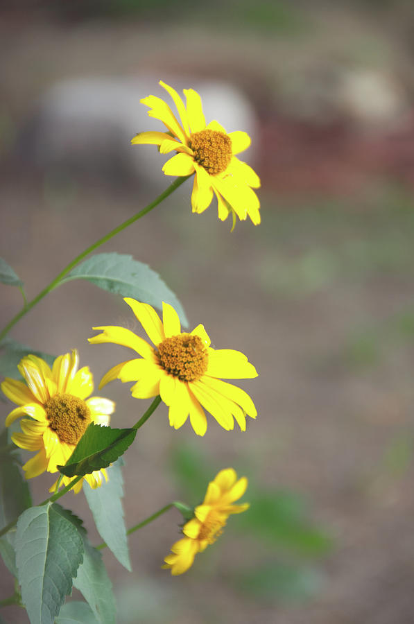 Yellow Daisies Photograph by Elaine Berger