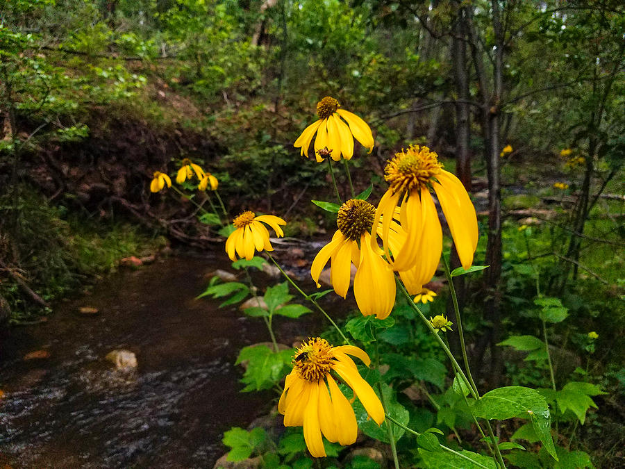 Yellow Daisies on Horton Creek Photograph by Bonny Puckett
