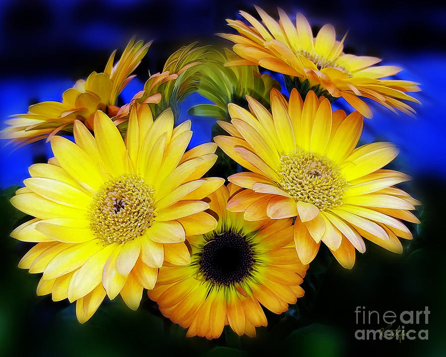 Flower Photograph - Yellow Daisies by Rosanna Life