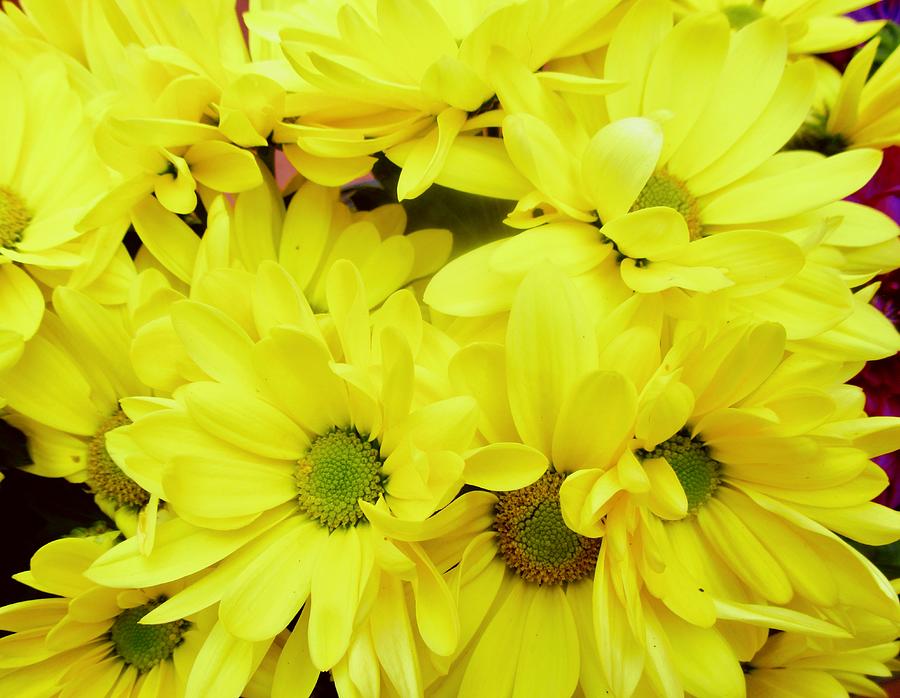 Yellow daisies Photograph by Stephanie Moore