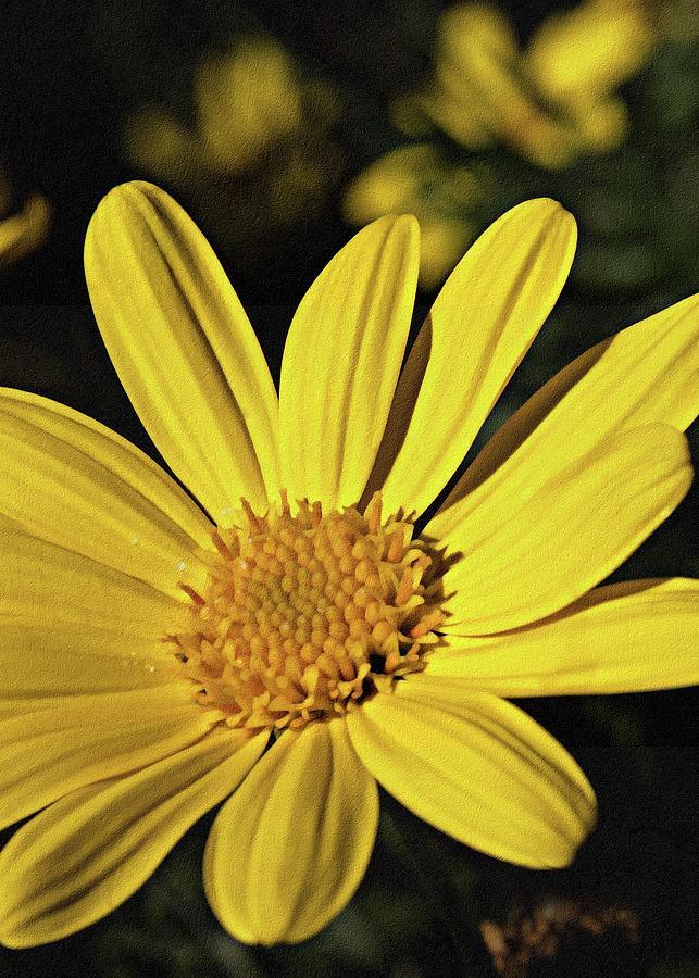 Yellow Daisy  Photograph by Al Fio Bonina