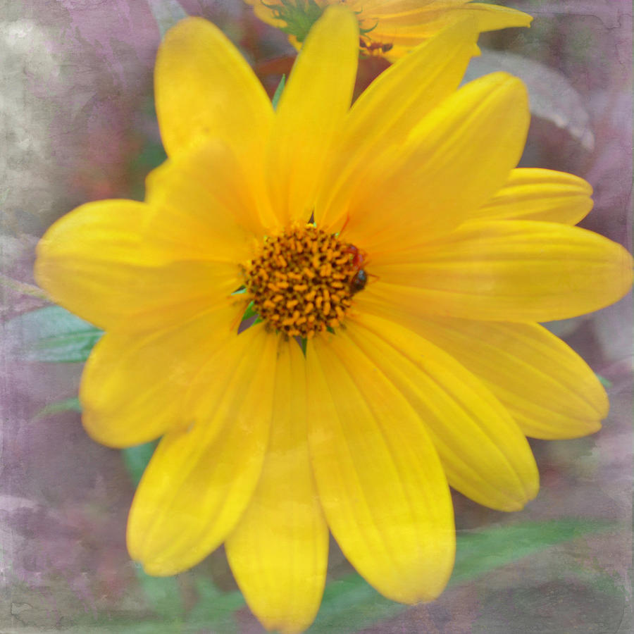 Yellow Daisy Art Photograph