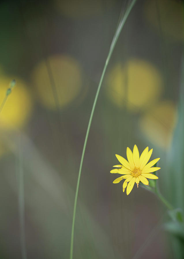 Yellow Daisy Close-up Photograph by Karen Rispin