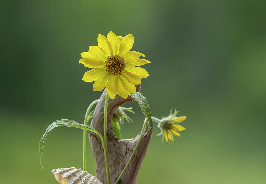 Yellow Daisy Flower Art Photograph by Sandra Js
