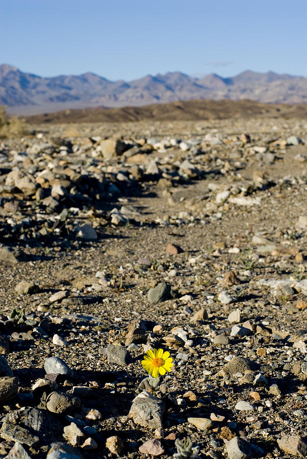 Yellow daisy growing in desert Photograph by Lyn Holly Coorg