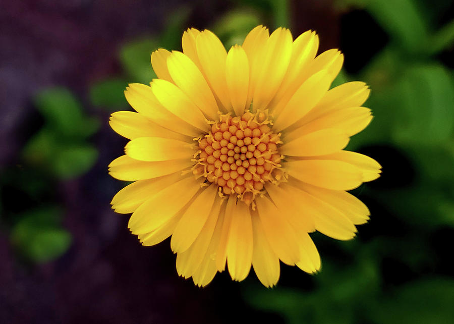 Yellow Daisy I Photograph by Joan Han