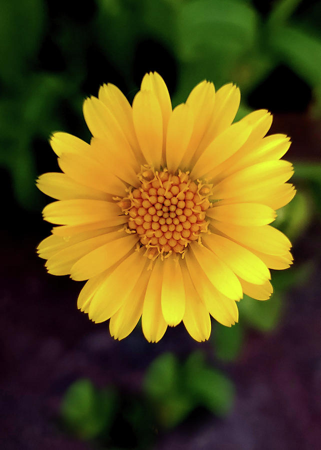 Yellow Daisy I Vertical Photograph by Joan Han