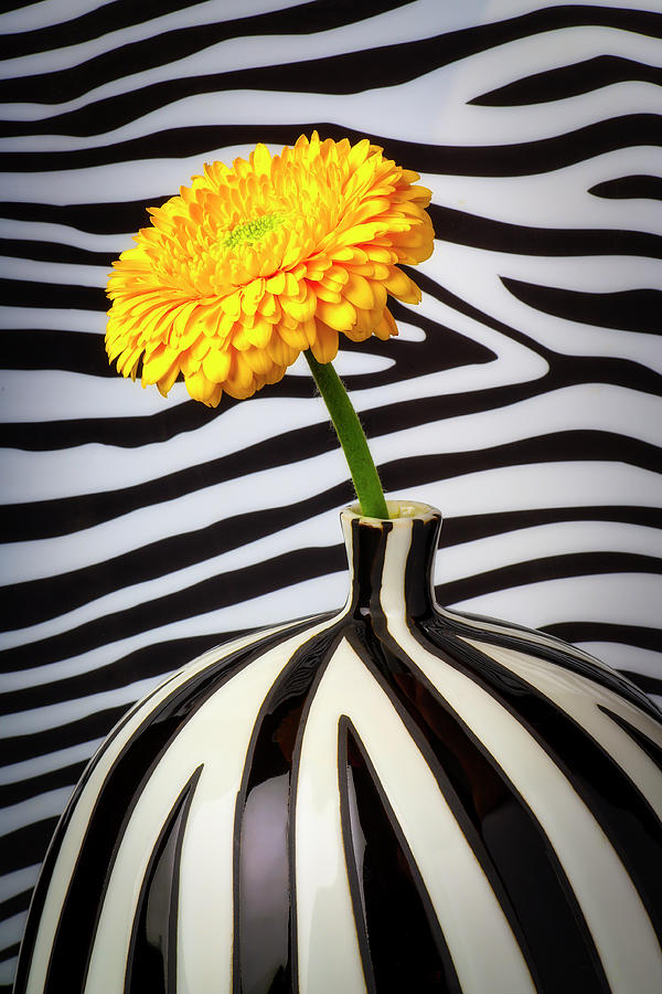 Yellow Daisy In Striped Vase Photograph by Garry Gay