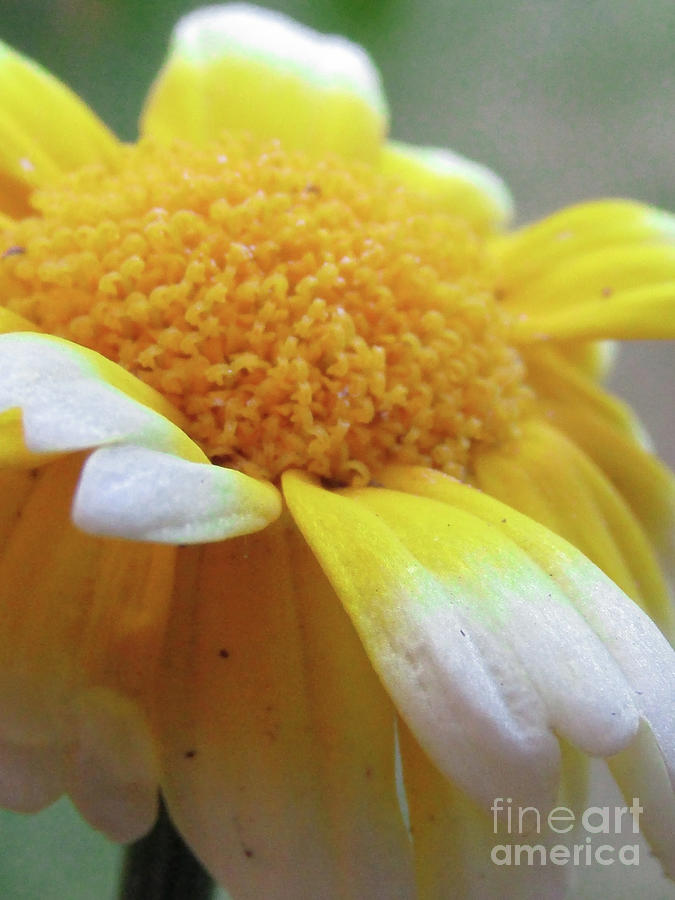 Yellow Daisy Photograph by Kim Tran